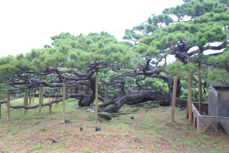 久米島でおすすめの観光スポット「五枝の松」